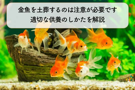 金魚埋葬|金魚が死んだらどうすれば？生死の確認方法や適切な供養のしか。